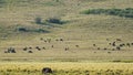 Ngorongoro crater national park panorama with wildlife animals Africa Tanzania Royalty Free Stock Photo