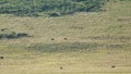 Ngorongoro crater national park panorama with wildlife animals Africa Tanzania Royalty Free Stock Photo