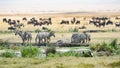 Drinking Zebras, grazing Gnus, Birds in Ngorongoro Crater Royalty Free Stock Photo