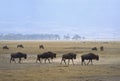 Ngorongoro gnus Royalty Free Stock Photo