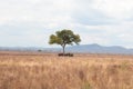 Zoomed out landscape view of group of elephants under a tree in safari Royalty Free Stock Photo