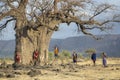 Maasai warriors at a huge baobab tree