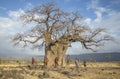 Maasai warriors at a huge baobab tree