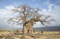 Maasai warriors at a huge baobab tree