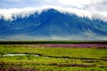 Ngorongoro valley with flowering meadows