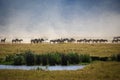 Ngorongoro wild life Royalty Free Stock Photo