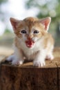ÃÂngry kitten Royalty Free Stock Photo