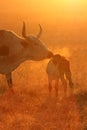 Nguni breath Royalty Free Stock Photo