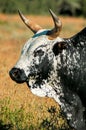 Nguni bull Royalty Free Stock Photo