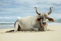 Nguni bull on East Coast Beach Royalty Free Stock Photo