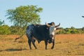 Nguni Bull Royalty Free Stock Photo