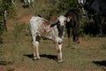 Nguni calf - Bos taurus - from southern Africa