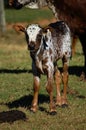 Nguni calf - Bos taurus - from southern Africa