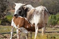 Nguni calf suckling from Nguni cow Royalty Free Stock Photo