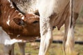 Nguni calf suckling milk Royalty Free Stock Photo