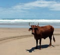 Nguni Cattle