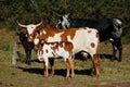 Nguni cattle - Bos taurus - from southern Africa Royalty Free Stock Photo