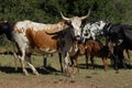 Nguni cattle - Bos taurus - from southern Africa