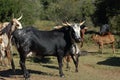 Nguni cattle - Bos taurus - from southern Africa Royalty Free Stock Photo