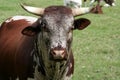Nguni cattle bull
