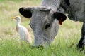 Nguni cattle cow and tick bird