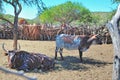 Nguni cattle in an Ovahimba kraal Royalty Free Stock Photo