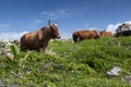 Nguni Cattle on the Wild Coast of the Eastern Cape are a very familiar sight the Beach Cows, South Africa Royalty Free Stock Photo