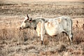 Nguni Cow Royalty Free Stock Photo