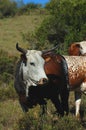 Nguni cow - Bos taurus - from southern Africa