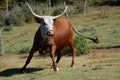 Nguni cow Bos taurus from southern Africa Royalty Free Stock Photo