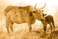 Nguni cow and calf Royalty Free Stock Photo