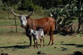 Nguni cow and calf - Bos taurus - from southern Africa Royalty Free Stock Photo