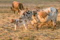 Nguni cow and calf in field