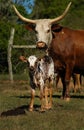 Nguni cow and calf Royalty Free Stock Photo