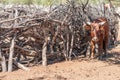 Nguni cow at a kraal in a Himba village