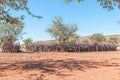 Nguni cow at a kraal in a Himba village