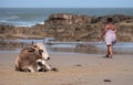 Nguni cow at Second Beach, Port St Johns on the wild coast in Transkei, South Africa.s Royalty Free Stock Photo