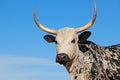 Nguni cow portrait - South Africa Royalty Free Stock Photo