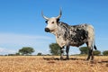 Nguni cow on rural farm - South Africa