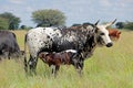 Nguni cow with suckling calf Royalty Free Stock Photo