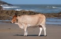 Nguni cow in the sun at Second Beach, Port St Johns on the wild coast in Transkei, South Africa.s Royalty Free Stock Photo