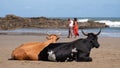 Nguni cows at Second Beach, Port St Johns on the wild coast in Transkei, South Africa.s
