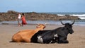 Nguni cows at Second Beach, Port St Johns on the wild coast in Transkei, South Africa.s