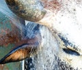 Nguni cow in a cattle crush being sprayed for ticks Royalty Free Stock Photo