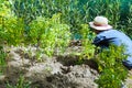 Nha Trang, provinces Khan Khoa, Vietnam, June 09, 2017: An elderly Vietnamese planted seedlings of tropical plants