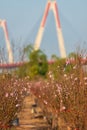 Nhat Tan Bridge in Spring in sunset