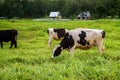 Cows on a green field