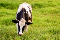 Cows on a green field