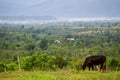 Cows on a green field