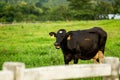 Cows on a green field